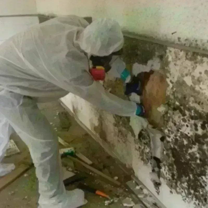 Mold Remediation and Removal in Menominee County, MI